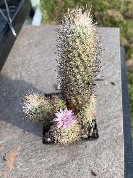 Escobaria strobiliformis